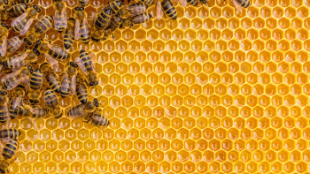 Bienen Waben