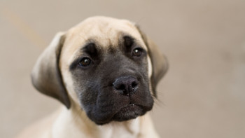 Hund Bullmastiff Hund Bullmastiff