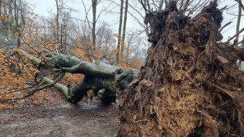 Gefällter Baum Gefällter Baum
