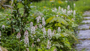 Offene Gartenpforte Offene Gartenpforte
