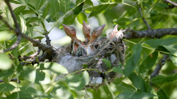 Heckenschnitt pirolkueken-im-nest-nahaufnahme-aus-naechster-naehe Heckenschnitt pirolkueken-im-nest-nahaufnahme-aus-naechster-naehe