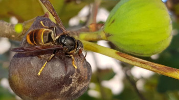 So sehen ungebetene Gäste aus. Die Asiatische Hornisse ©stadtbienen.org. 