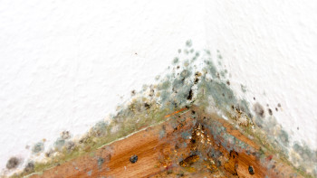 Schimmelpilze in Zimmrecke