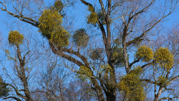 Misteln sind Schmarotzer