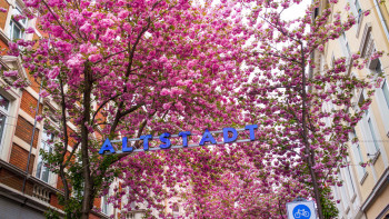 Kirschblüten Altstadt