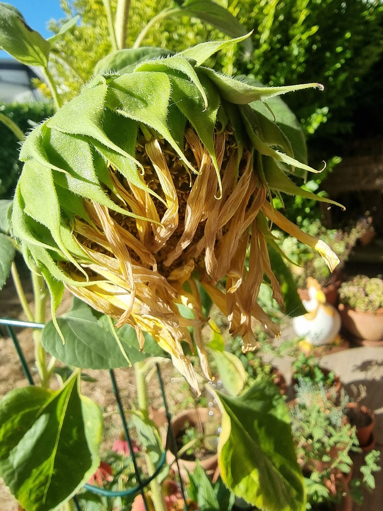 Hitzeopfer Sonnenblumen