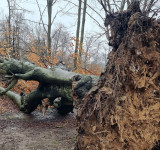 Gefällter Baum