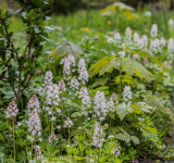Offene Gartenpforte
