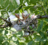 Heckenschnitt pirolkueken-im-nest-nahaufnahme-aus-naechster-naehe