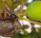 So sehen ungebetene Gäste aus. Die Asiatische Hornisse ©stadtbienen.org. 