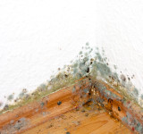 Schimmelpilze in Zimmrecke