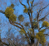 Misteln sind Schmarotzer