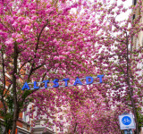 Kirschblüten Altstadt