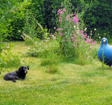Themenbild Offene Gartenpforte