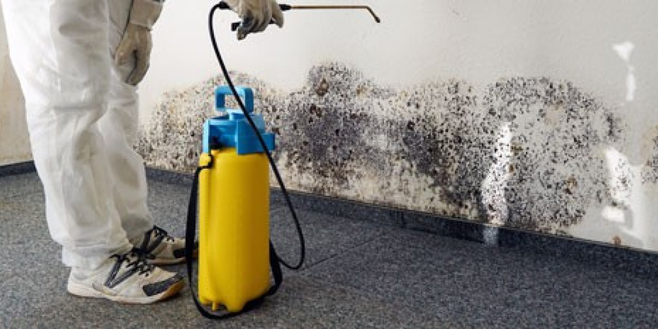 Header Schimmelberatung Header Schimmelberatung