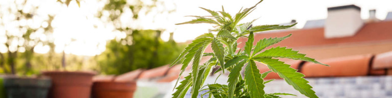 Cannabispflanze auf Balkon