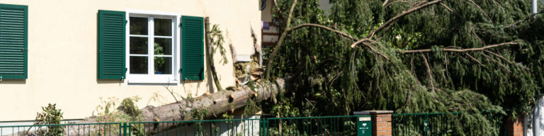 Umgestürzter Baum in Vorgarten