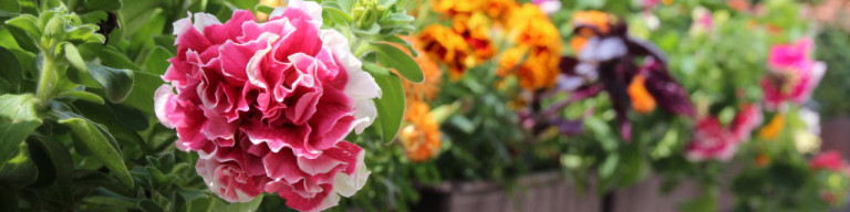 Blumen am Balkongeländer