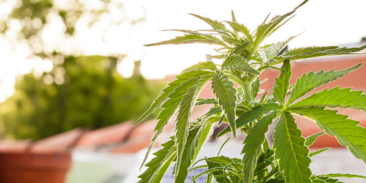 Cannabispflanze auf Balkon