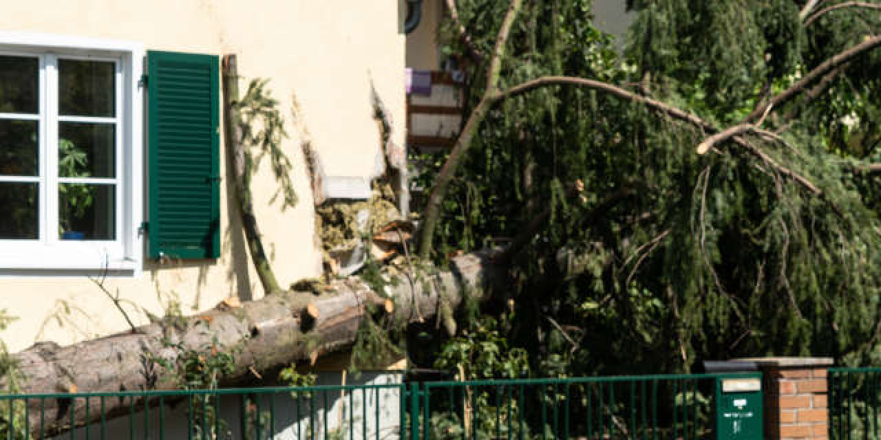 Umgestürzter Baum in Vorgarten