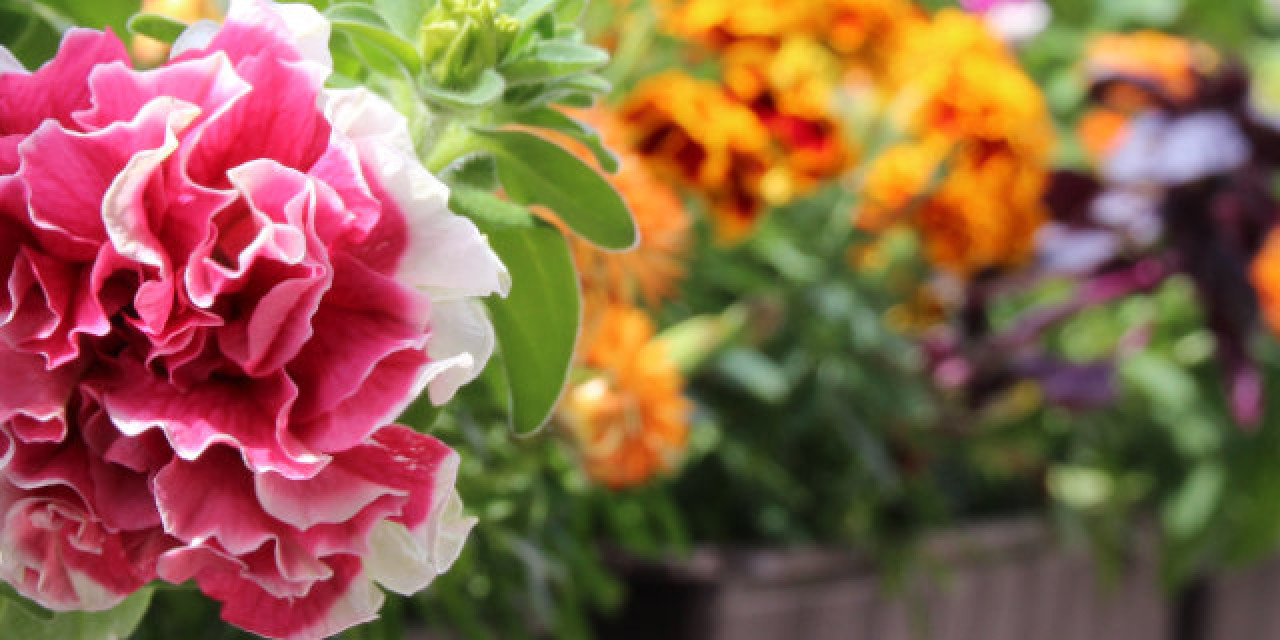 Blumen am Balkongeländer