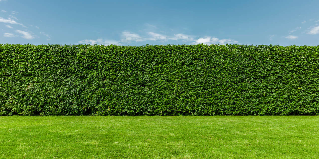 Garten mit Hecke vor blauem Himmel