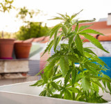 Cannabispflanze auf Balkon