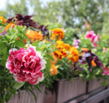 Blumen am Balkongeländer