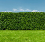 Garten mit Hecke vor blauem Himmel