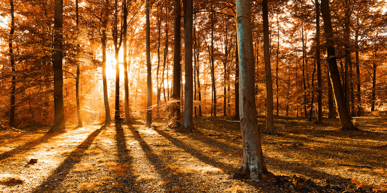 Herbst 