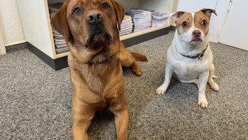 Portrait Ori und Karma