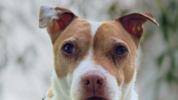 Portrait von Karma