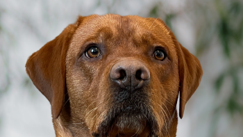 Portrait von Ori