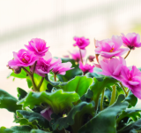 Pinke Blumen