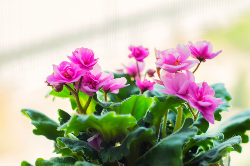 Pinke Blumen