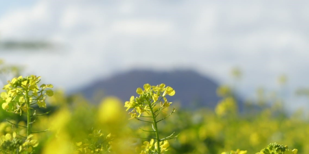 Senfblüten vor der Silhouette des Rechbergs