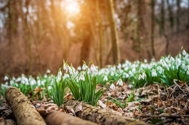 Frühling Frühling
