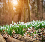 Frühling